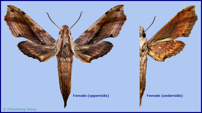 Female Eupanacra moseri, Mengla, Yunnan, China. Photo: &copy; ZhuoHeng Jiang.