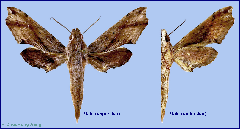 Male Eupanacra moseri, Tongren, Guizhou, China. Photo: &copy; ZhuoHeng Jiang.