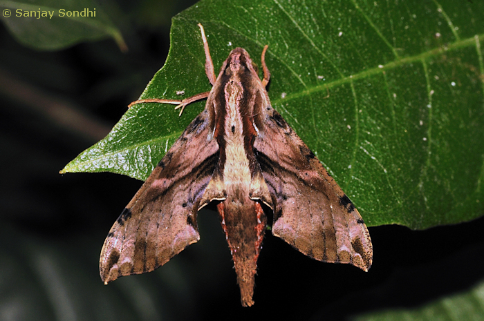 Male Eupanacra mydon, Dehradun, Uttarakhand, India, 28.x.2013. Photo: &copy; Sanjay Sondhi