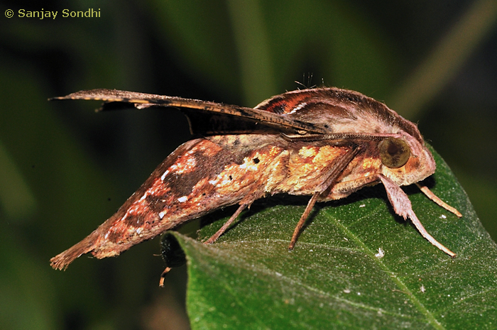 Male Eupanacra mydon (side view), Dehradun, Uttarakhand, India, 28.x.2013. Photo: &copy; Sanjay Sondhi