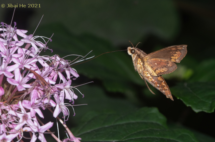 Male Eupanacra mydon (side view) feeding from Clerodendrum bungei, Chengdu, Sichuan, China, 3.x.2021. Photo: &copy; He JiBai.