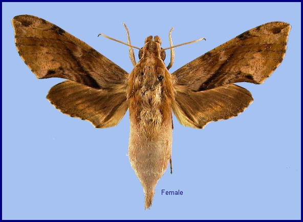 Female Eupanacra mydon. Photo: &copy; NHMUK