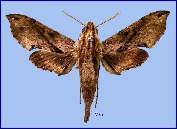 Male Eupanacra mydon. Photo: &copy; NHMUK