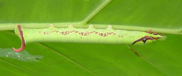 Part-grown final instar green form larva of Eupanacra mydon, Mai Chau, Hoa Binh Province, Vietnam, 1.v.2011. Photo: &copy; Tony Pittaway.
