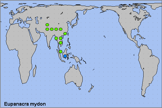 Global distribution of Eupanacra mydon. Map: &copy; NHMUK.