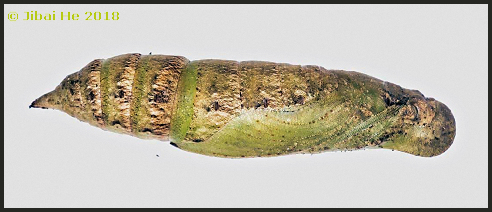 Pupa of Eupanacra mydon, Chengdu, Sichuan, China, 500m, viii.2018. Photo: &copy; He JiBai.