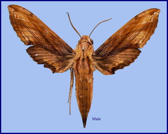 Male Eupanacra perfecta perfecta. Photo: &copy; NHMUK