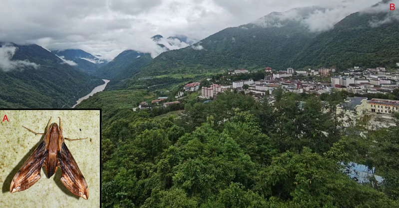 Habitat and living adult of Eupanacra perfecta. A. Male from Motuo/Metok/M&ecirc;dog/Pemako, Xizang/Tibet, China; B. Habitat in Motuo/Metok/M&ecirc;dog/Pemako, Xizang/Tibet, China. Photo: &copy; Jiang, Wang, Xu, Wang & Hu, 2026.