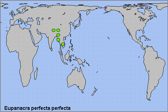 Global distribution of Eupanacra p. perfecta. Map: &copy; NHMUK.