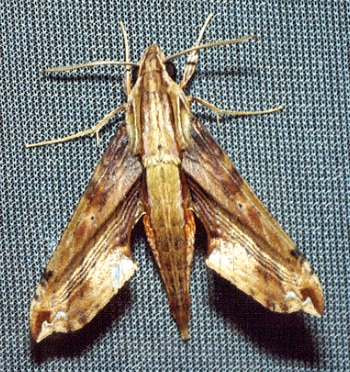 Adult Eupanacra sinuata, Thailand. Photo: &copy; Ian Kitching