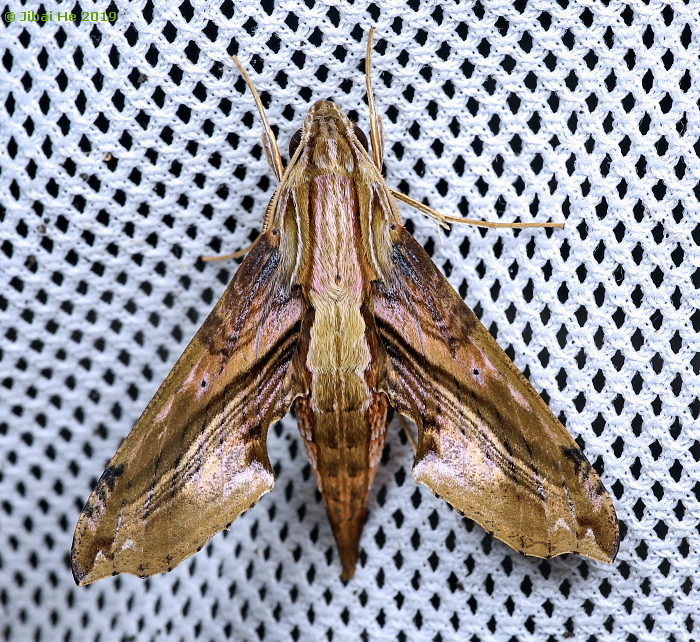 Male Eupanacra sinuata, Simian Mountain National Scenic Resort, Chongqing, China, 1060m, 13.v.2019. Photo: &copy; He JiBai 2019.