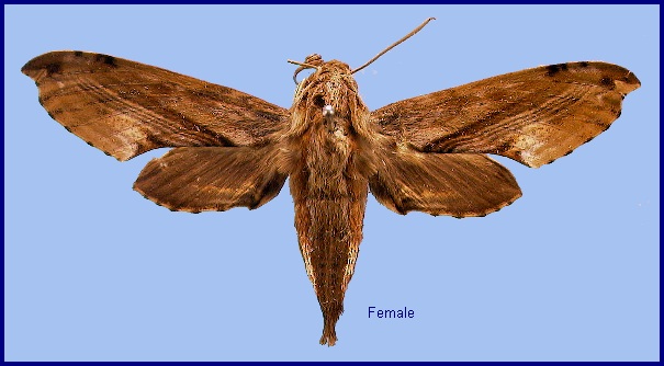 Female Eupanacra sinuata. Photo: &copy; NHMUK