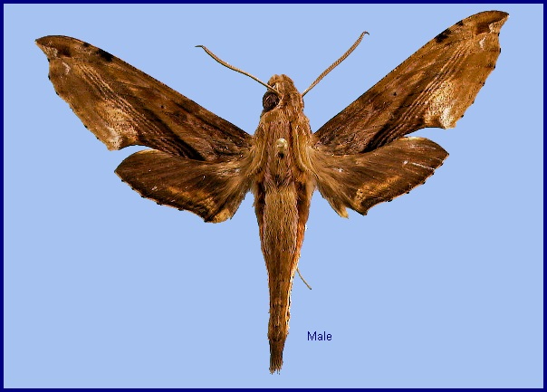 Male Eupanacra sinuata. Photo: &copy; NHMUK