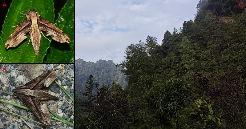 Habitat and living adult of Eupanacra sinuata. A. Male from Motuo/Metok/M&ecirc;dog/Pemako, Xizang/Tibet, China; B. Male from Lincang, Yunnan, China; C. Habitat at Mt. Simianshan, Chongqing, China. Photo: &copy; Jiang, Wang, Xu, Wang & Hu, 2026.