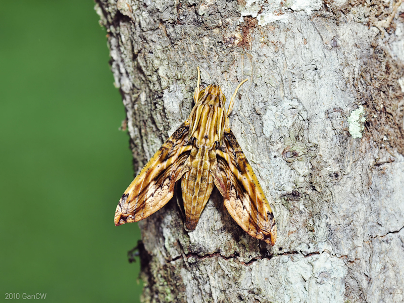 Resting Eupanacra variolosa, Frasers Hill, Malaysia, v.2010. Photo: &copy; CheongWeei Gan.
