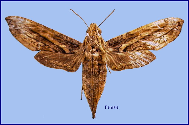 Female Eupanacra variolosa. Photo: &copy; NHMUK