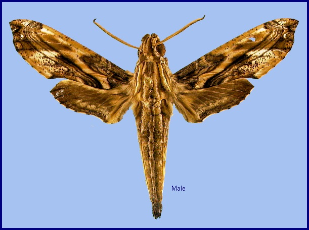 Male Eupanacra variolosa. Photo: &copy; NHMUK