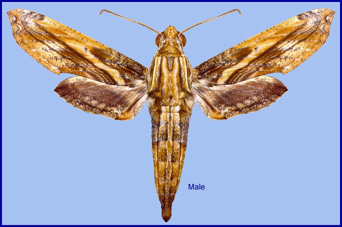 Male Eupanacra variolosa, Thailand. Photo: &copy; Adam Cotton