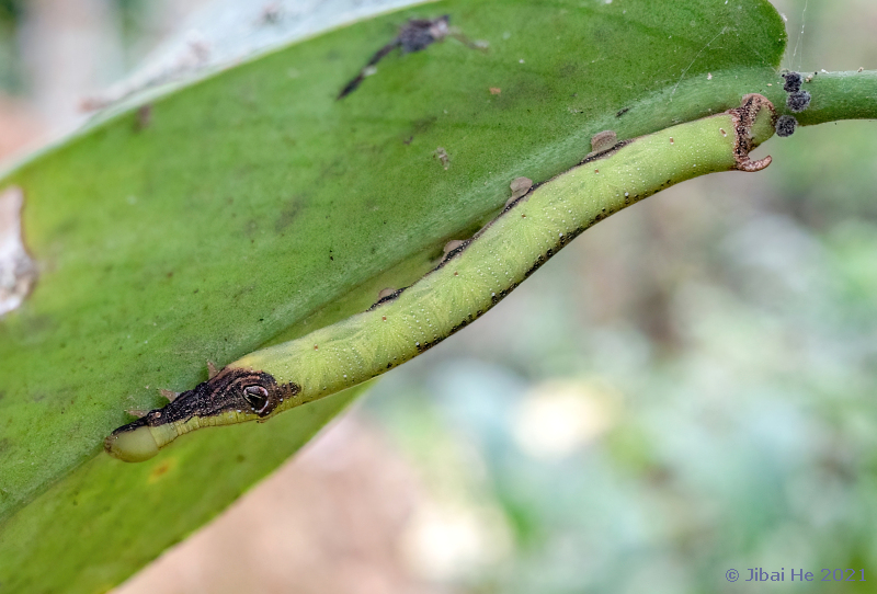 Final instar larva of Eupanacra variolosa on Rhaphidophora hongkongensis, Jinghong, Yunnan, China, 20.xi.2021. Photo: &copy; He JiBai.