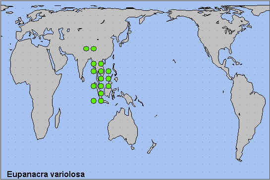 Global distribution of Eupanacra varilosa. Map: &copy; NHMUK.