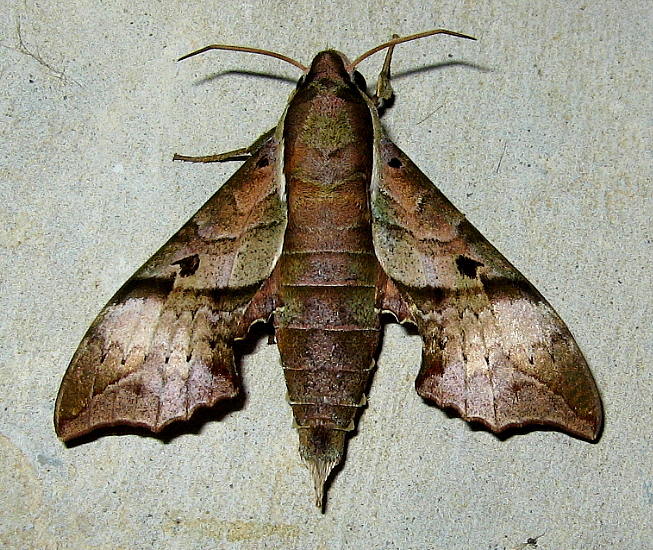 Male Enpinanga vigens, Sarawak, Malaysia, 6.iv.2007. Photo: &copy; Leong Tzi Ming.