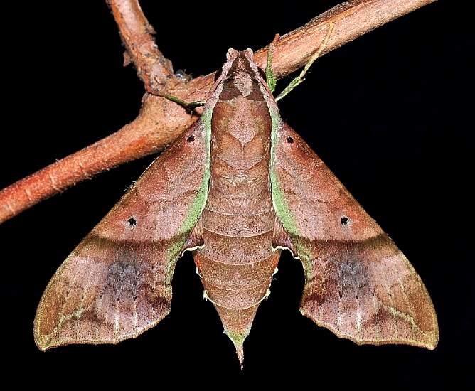 Female Enpinanga vigens, Singapore, 23.xii.2013. Photo: &copy; Leong Tzi Ming.