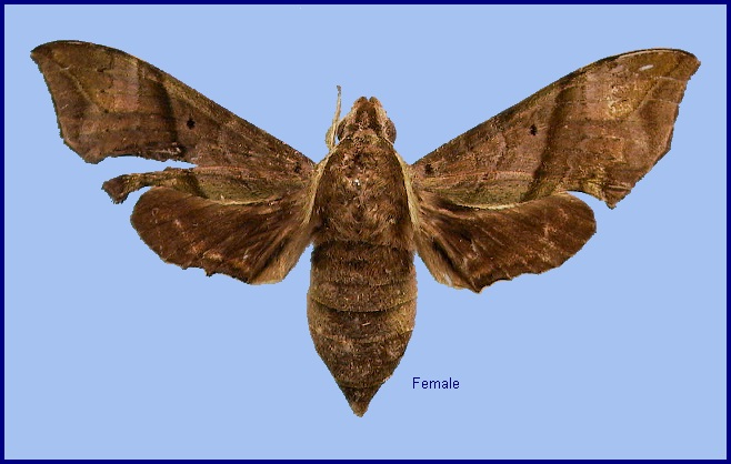 Female Enpinanga vigens vigens. Photo: &copy; NHMUK