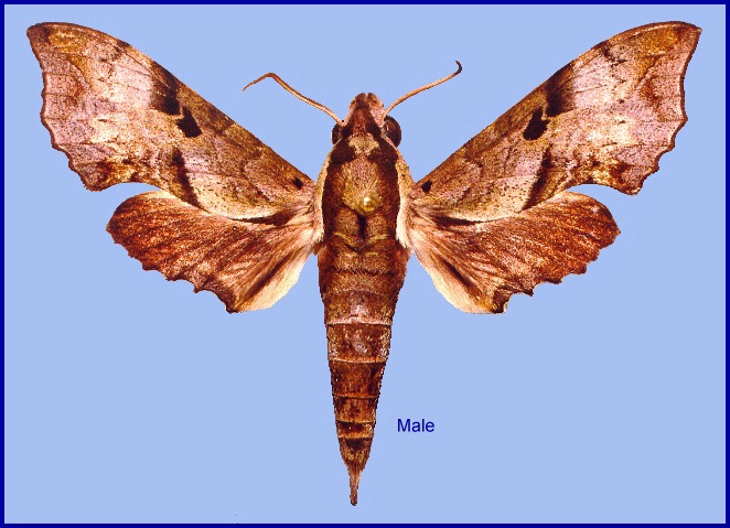 Male Enpinanga vigens vigens, Thailand. Photo: &copy; Adam Cotton