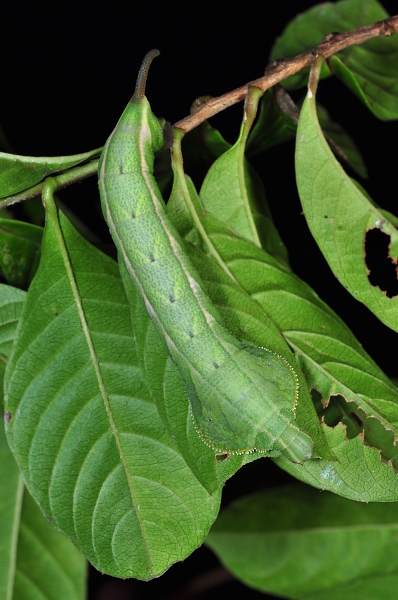 Final instar green form larva of Enpinanga vigens on Tetracera indica, Singapore, 8.xii.2013. Photo: &copy; Leong Tzi Ming.