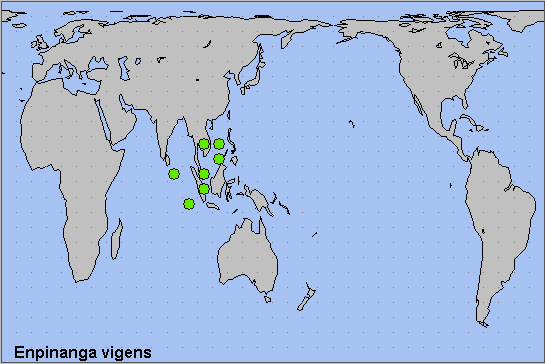 Global distribution of Enpinanga vigens. Map: &copy; NHMUK.