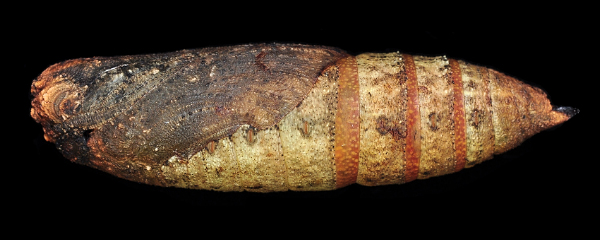 Pupa of Enpinanga vigens (lateral view), Singapore. Photo: &copy; Leong Tzi Ming.