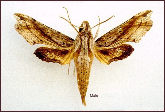 Male Eupanacra moseri (faded), Yunnan, China. PARATYPE of Eupanacra waloensis. Photo: &copy; Ronald Brechlin.