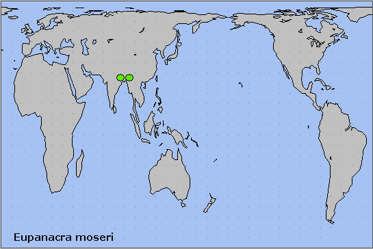 Global distribution of Eupanacra moseri. Map: &copy; NHMUK.