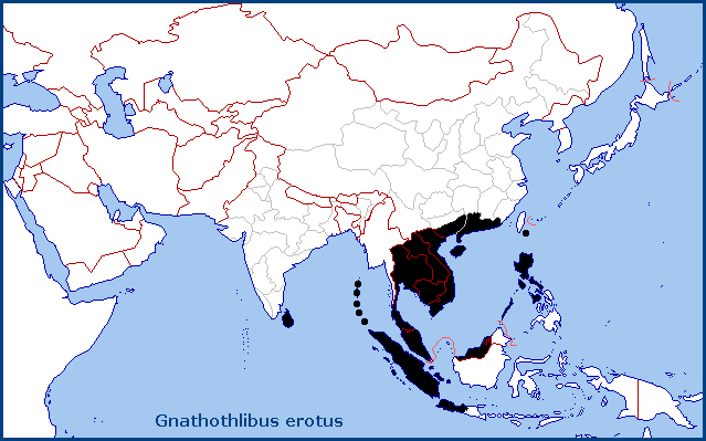 Global distribution of Gnathothlibus erotus. Map: &copy; Tony Pittaway.