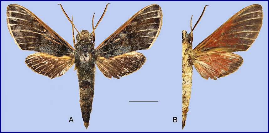 Male Griseosphinx marchandi, Chongzuo, Guangxi, China, 4.v.2024, 1840 m. Photo: &copy; Jiang, Xu, Lin, Liu, Wang & Hu, 2025.