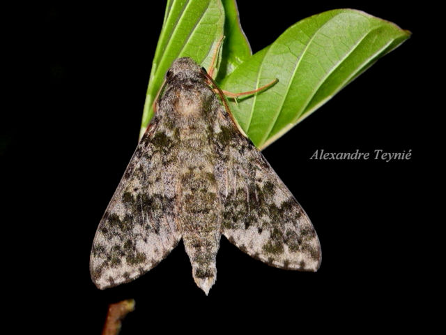 Male Griseosphinx preechari, Ventiane Province, Laos, 14.v.2015. Photo: &copy; Alexandre Teyni�.
