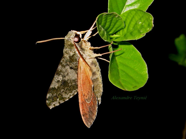 Male Griseosphinx preechari, Ventiane Province, Laos, 14.v.2015. Photo: &copy; Alexandre Teyni�.