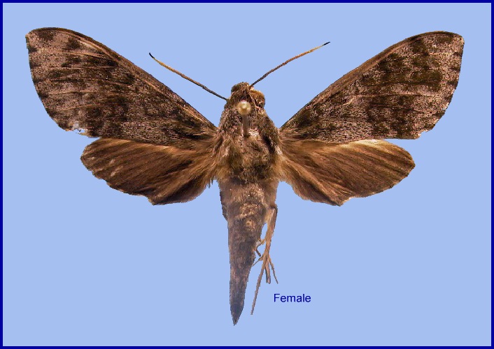 Female Griseosphinx preechari. Photo: &copy; NHMUK