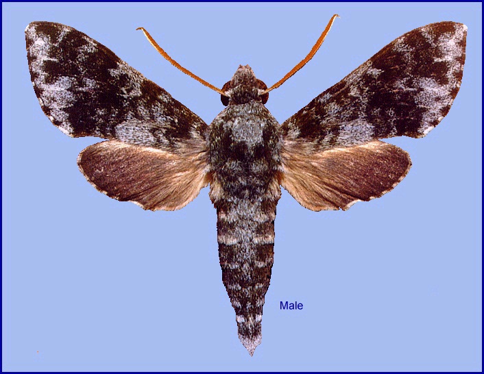 Male Griseosphinx preechari, Doi Suthep, Thailand. Photo: &copy; Adam Cotton