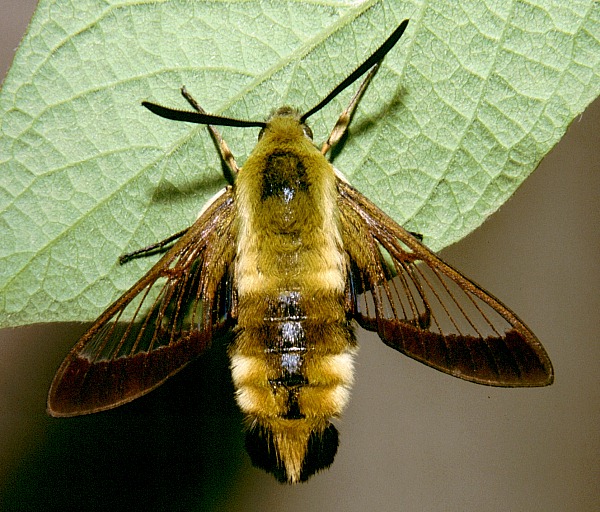 Resting male of Hemaris affinis, Beijing, China. Photo: &copy; Tony Pittaway.