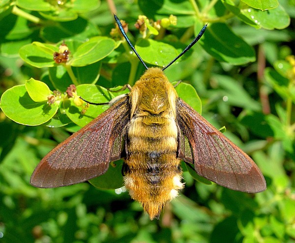 Resting female of Hemaris affinis before first flight, Beijing, China. Photo: &copy; Tony Pittaway.