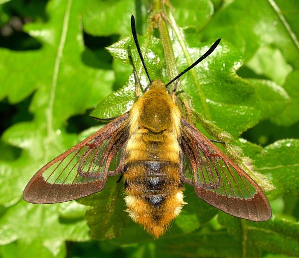 Resting female of Hemaris affinis after first flight, Beijing, China. Photo: &copy; Tony Pittaway.