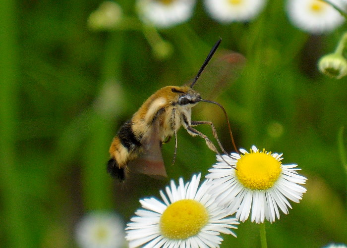 Feeding adult Hemaris affinis, near Kalinovka, Primorskiy Krai, Russian Far East, 07.vii.2011. Photo: &copy; Anton Kozlov.