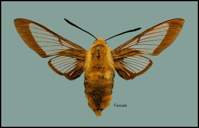 Female Hemaris affinis. Photo: &copy; NHMUK