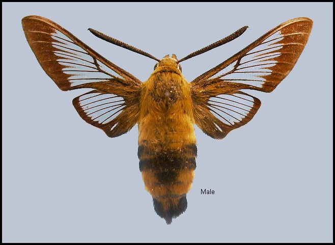 Male Hemaris affinis. Photo: &copy; NHMUK
