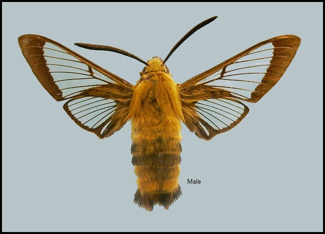 Male Hemaris affinis. Photo: &copy; NHMUK