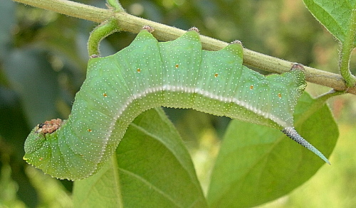 Full-grown blue-green form larva of Hemaris affinis, Beijing, China, 6.ix.2005. Photo: &copy; Tony Pittaway