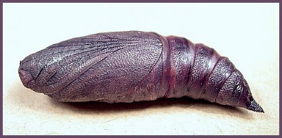 Pupa of Hemaris affinis, Beijing, China. Photo: &copy; Tony Pittaway