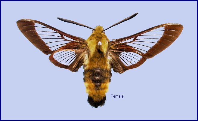 Female Hemaris beresowskii. Photo: &copy; NHMUK