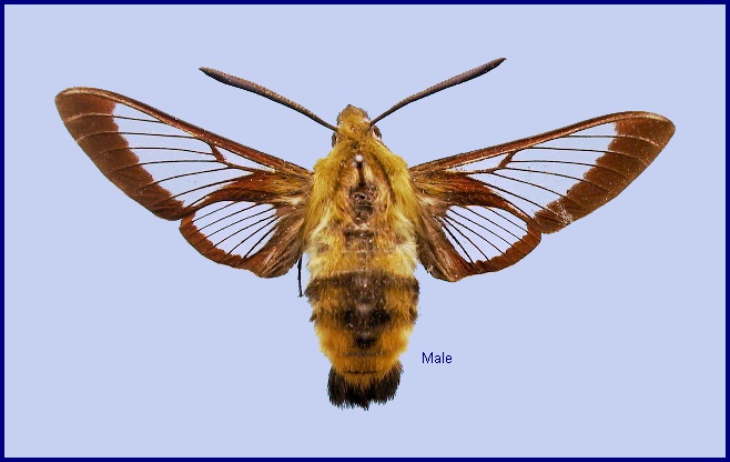 Male Hemaris beresowskii. Photo: &copy; NHMUK